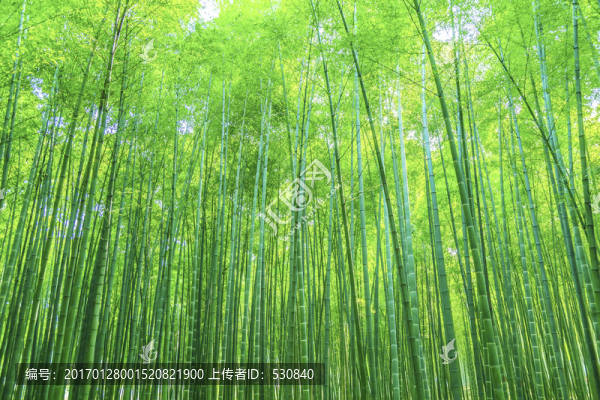 竹子竹林-匯圖網(wǎng) www.fosd68.com 竹子竹林