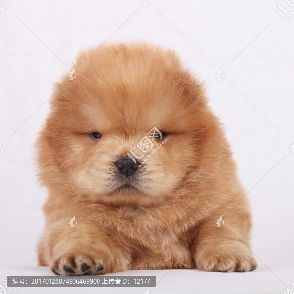 可愛的小狗狗