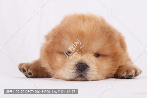 可愛(ài)的小狗狗