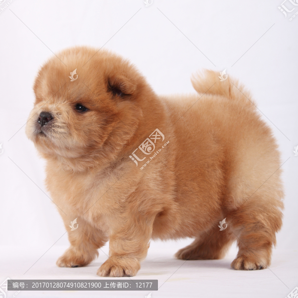 可愛的小狗狗