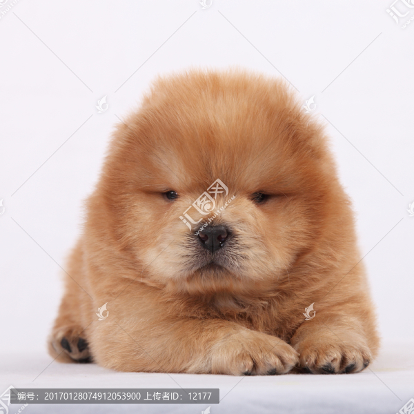 可愛的小狗狗