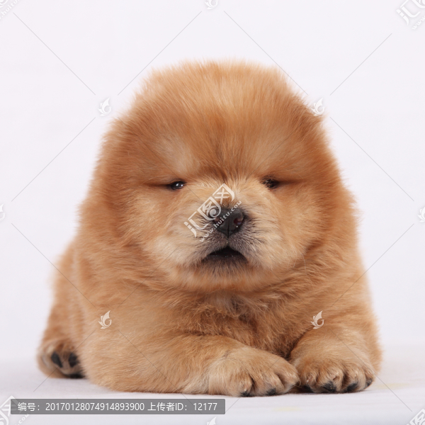 可愛的小狗狗