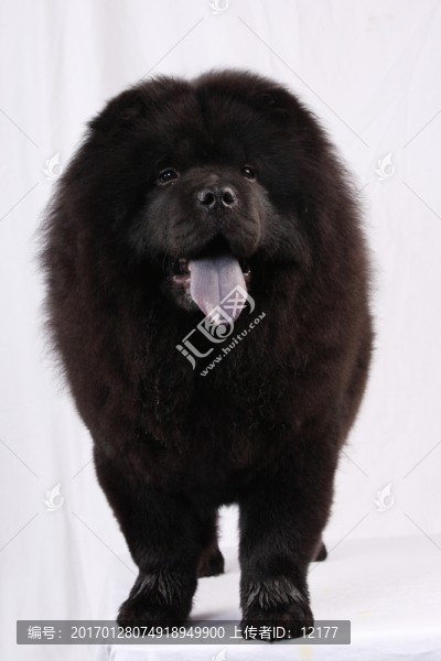 可愛(ài)的小狗狗