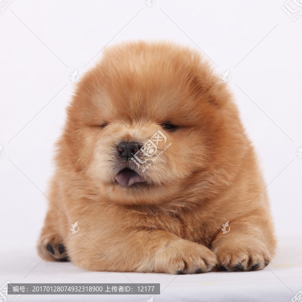 可愛的小狗狗