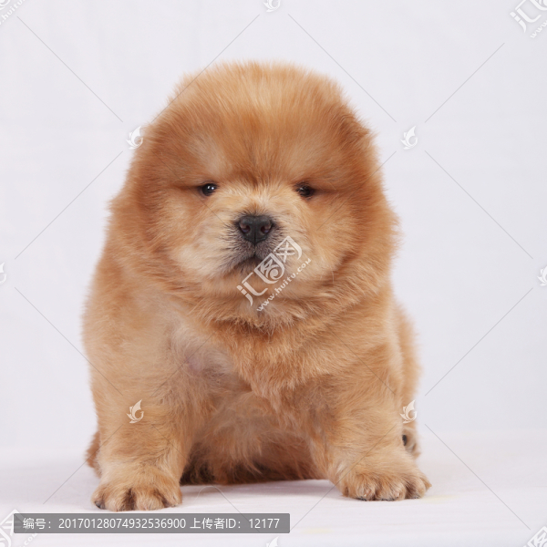 可愛的小狗狗