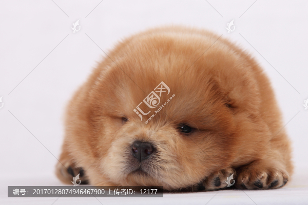 可愛的小狗狗