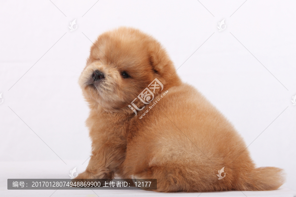可愛的小狗狗