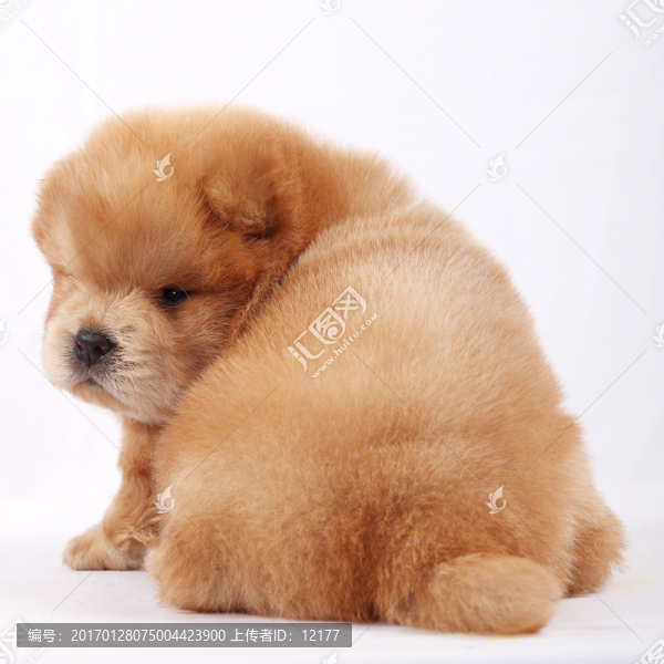 可愛的小狗狗