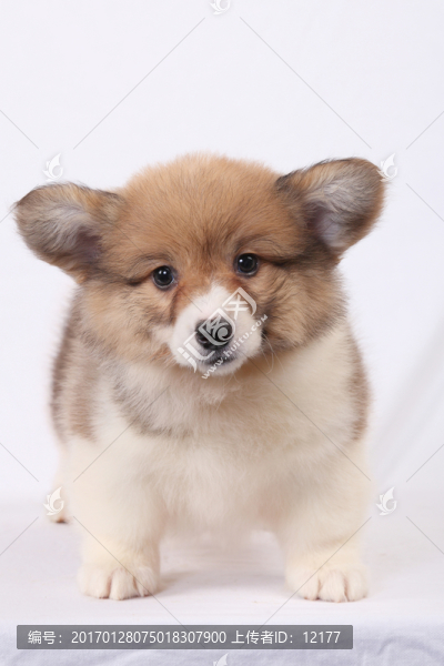 可愛的小狗狗