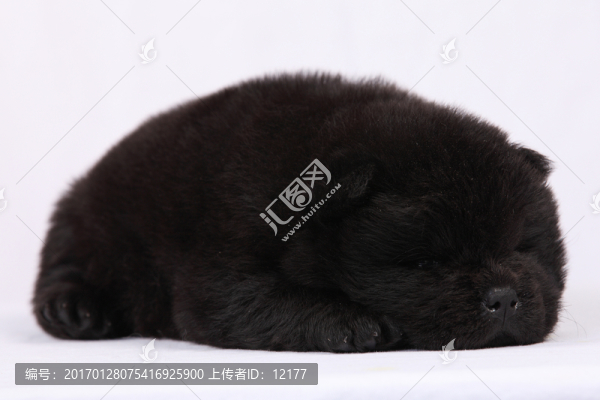 可愛(ài)的小狗狗