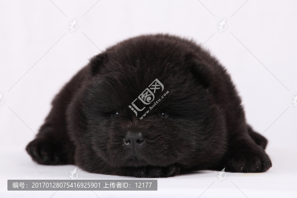 可愛(ài)的小狗狗