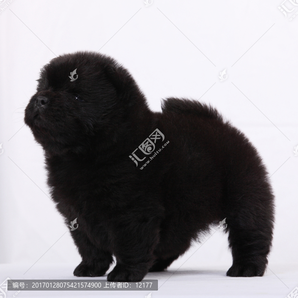 可愛的小狗狗