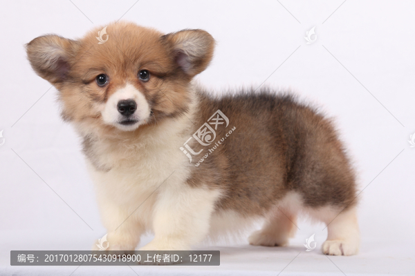 可愛的小狗狗