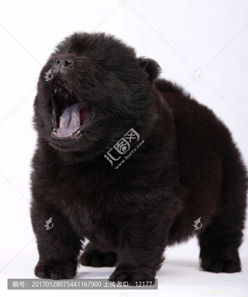可愛的小狗狗