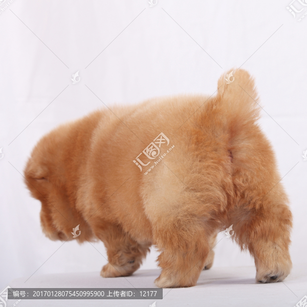 可愛的小狗狗