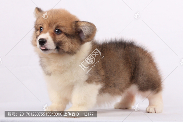 可愛的小狗狗