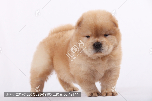 可愛的小狗狗