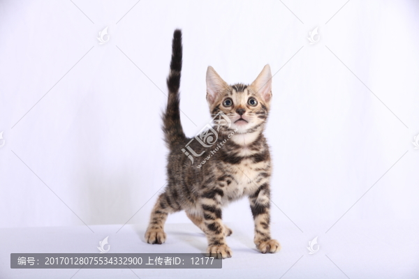 可愛的小貓