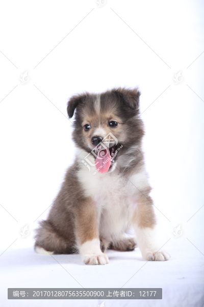 可愛的小狗狗