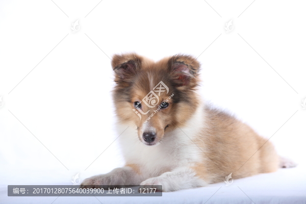 可愛的小狗狗