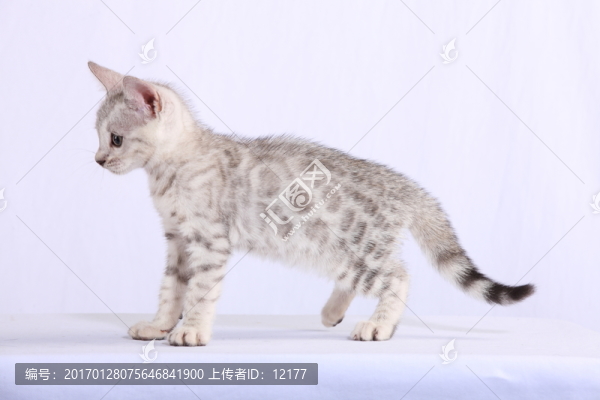 可愛的小貓