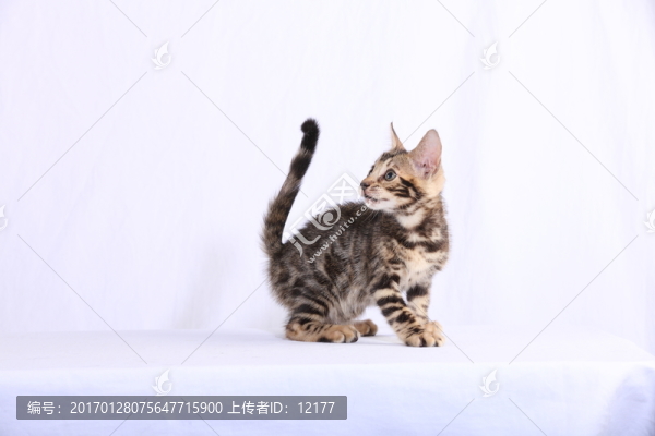 可愛的小貓
