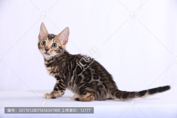 可愛的小貓