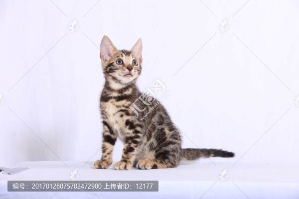 可愛的小貓