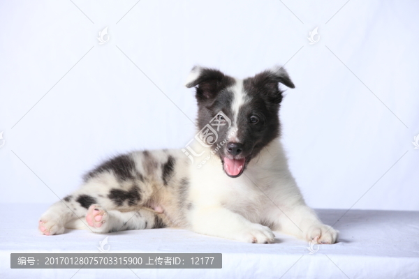 可愛的小狗狗