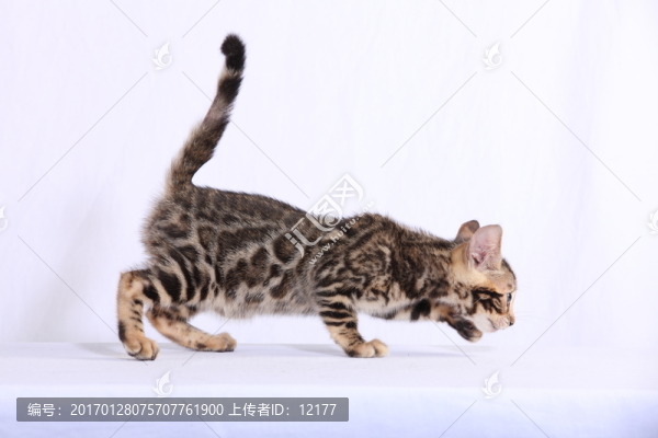 可愛的小貓