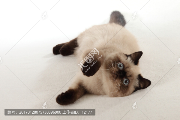 可愛(ài)的小貓