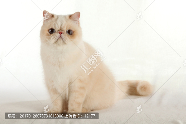 可愛(ài)的小貓
