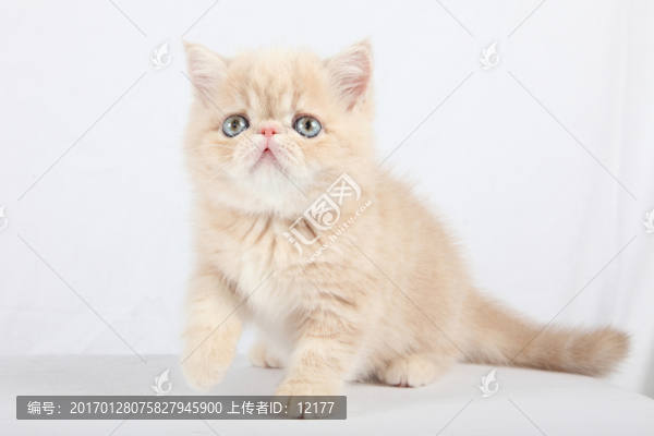 可愛的小貓
