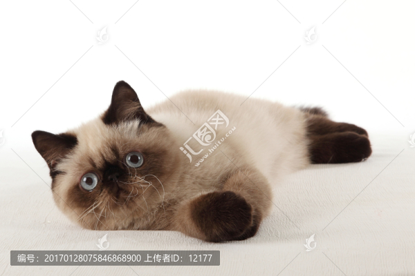 可愛的小貓