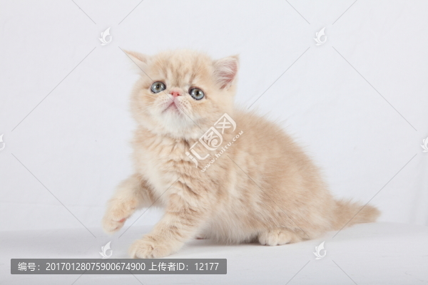 可愛(ài)的小貓