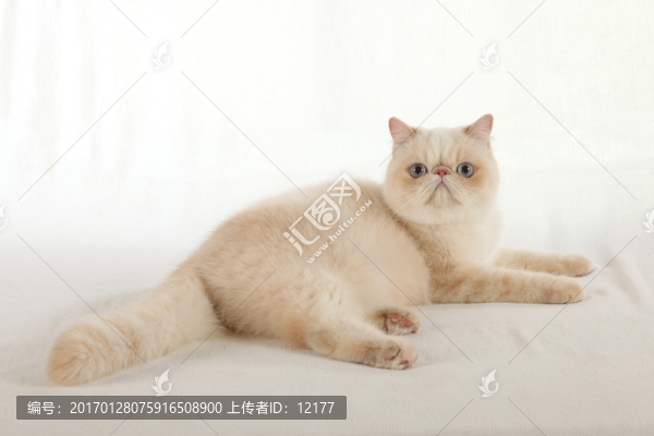 可愛的小貓