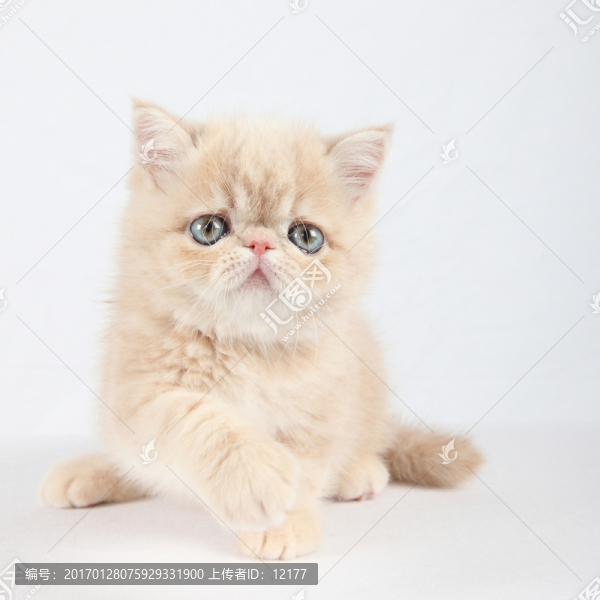 可愛的小貓