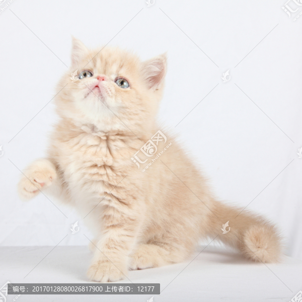 可愛的小貓
