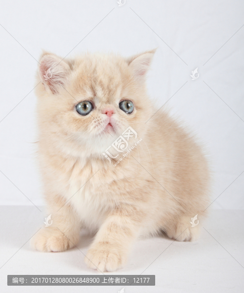 可愛的小貓