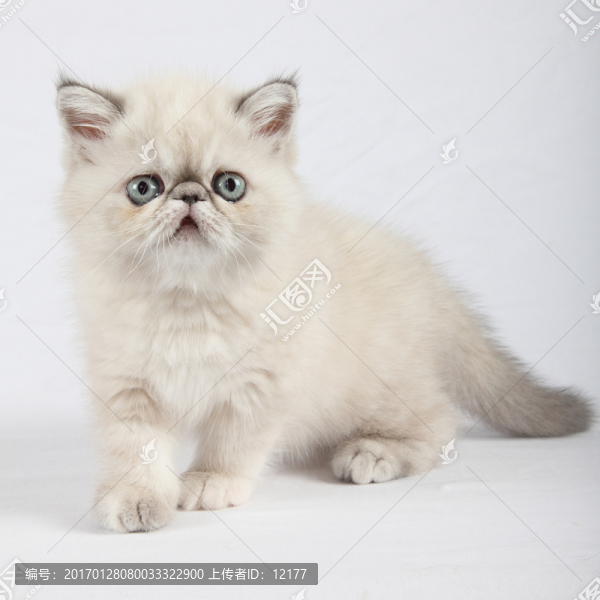 可愛的小貓