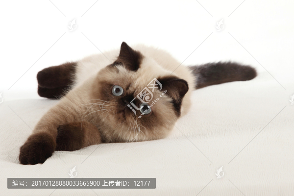 可愛的小貓