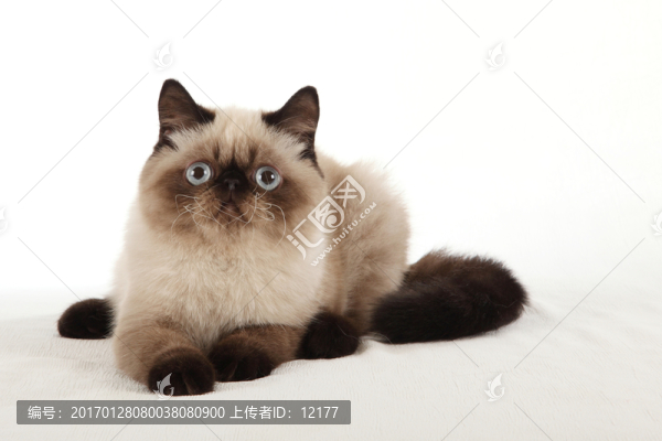 可愛的小貓
