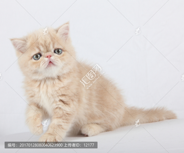 可愛的小貓