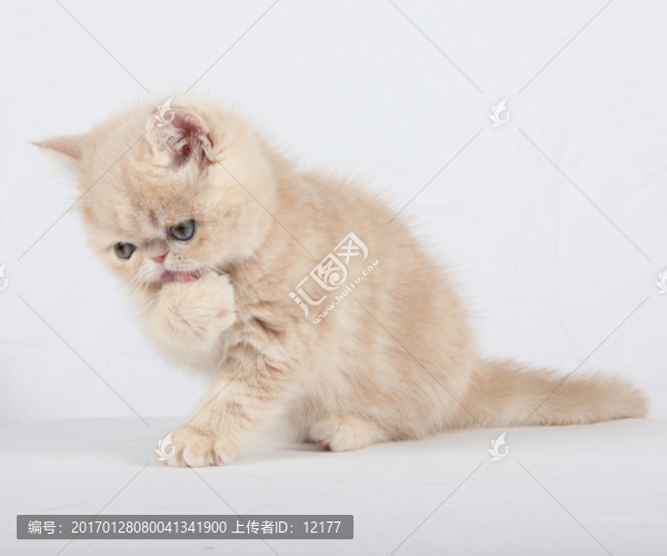 可愛的小貓