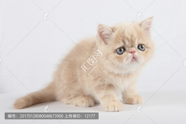 可愛(ài)的小貓