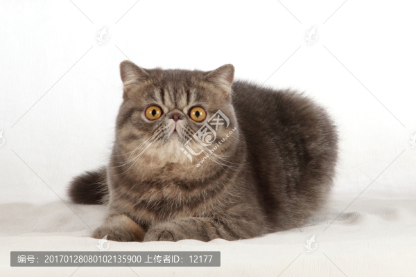 可愛的小貓