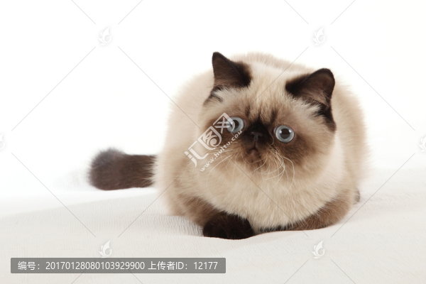 可愛(ài)的小貓