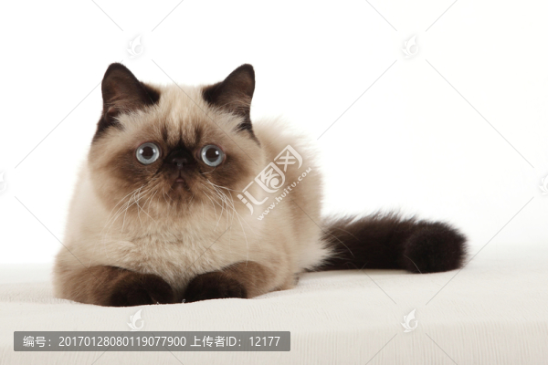 可愛的小貓
