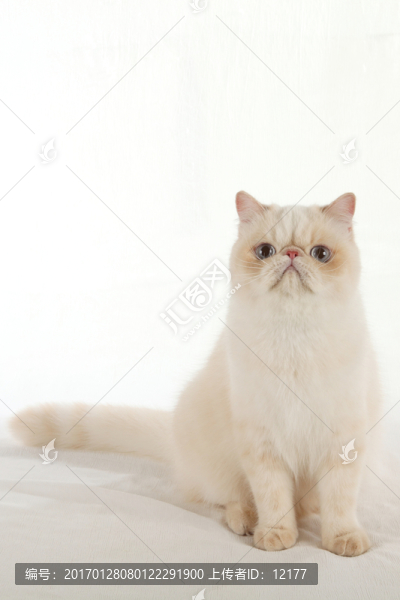 可愛的小貓