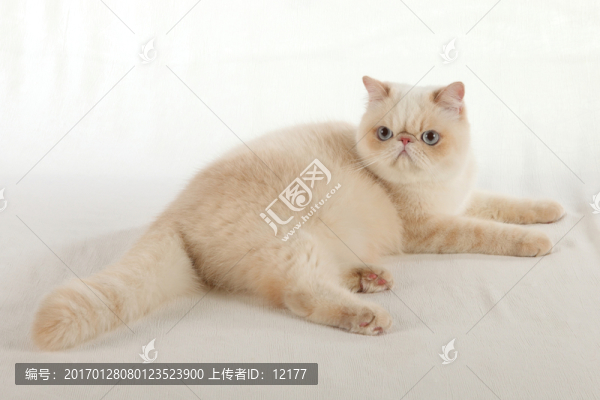 可愛的小貓